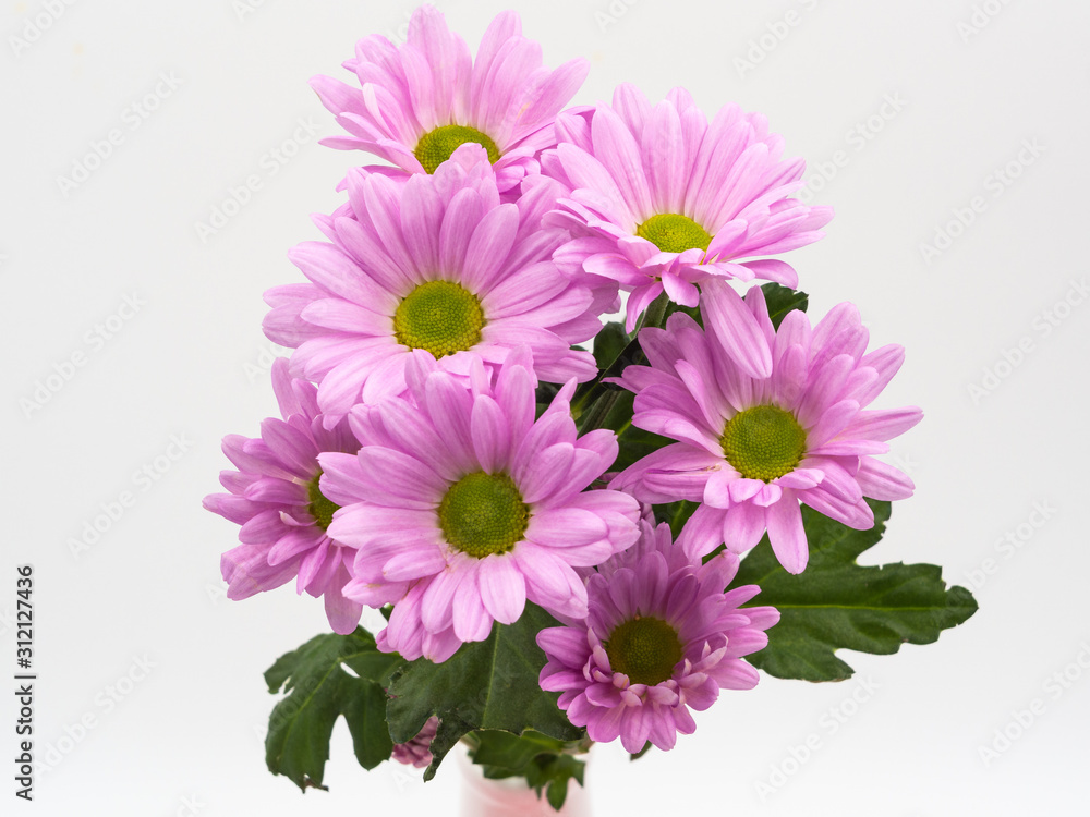 beautiful pink daisies flowers isolated on white background