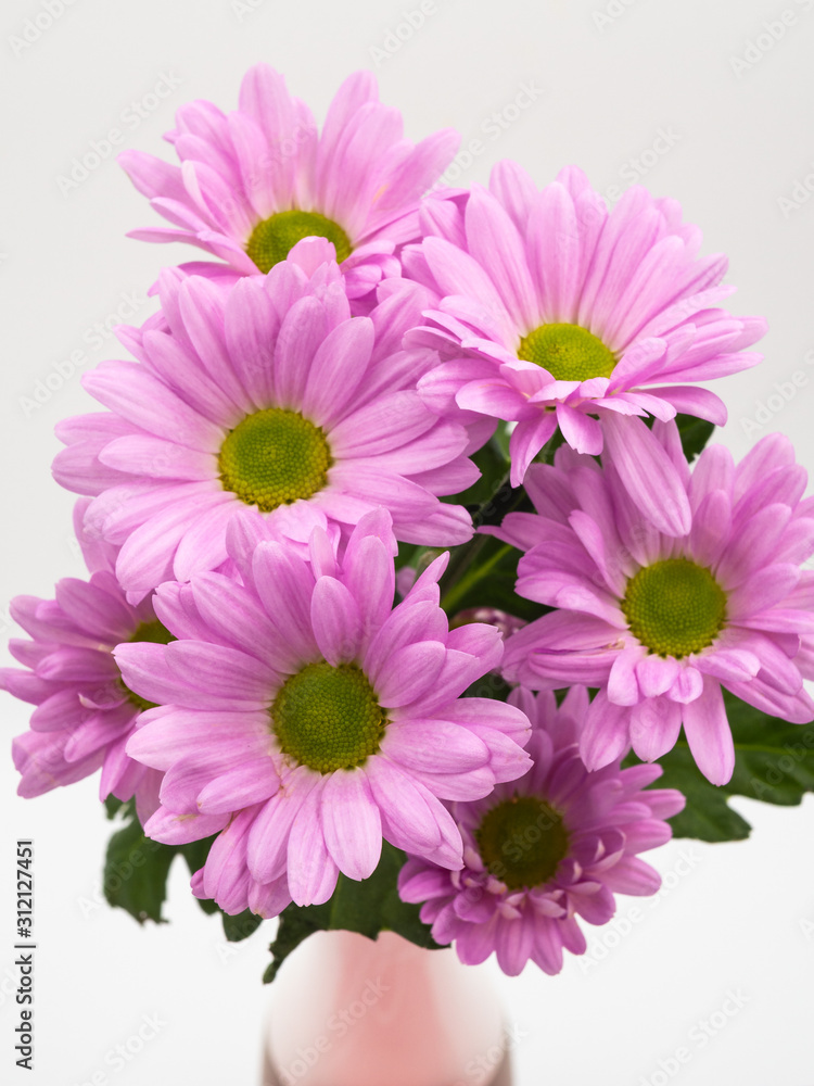 beautiful pink daisies flowers isolated on white background