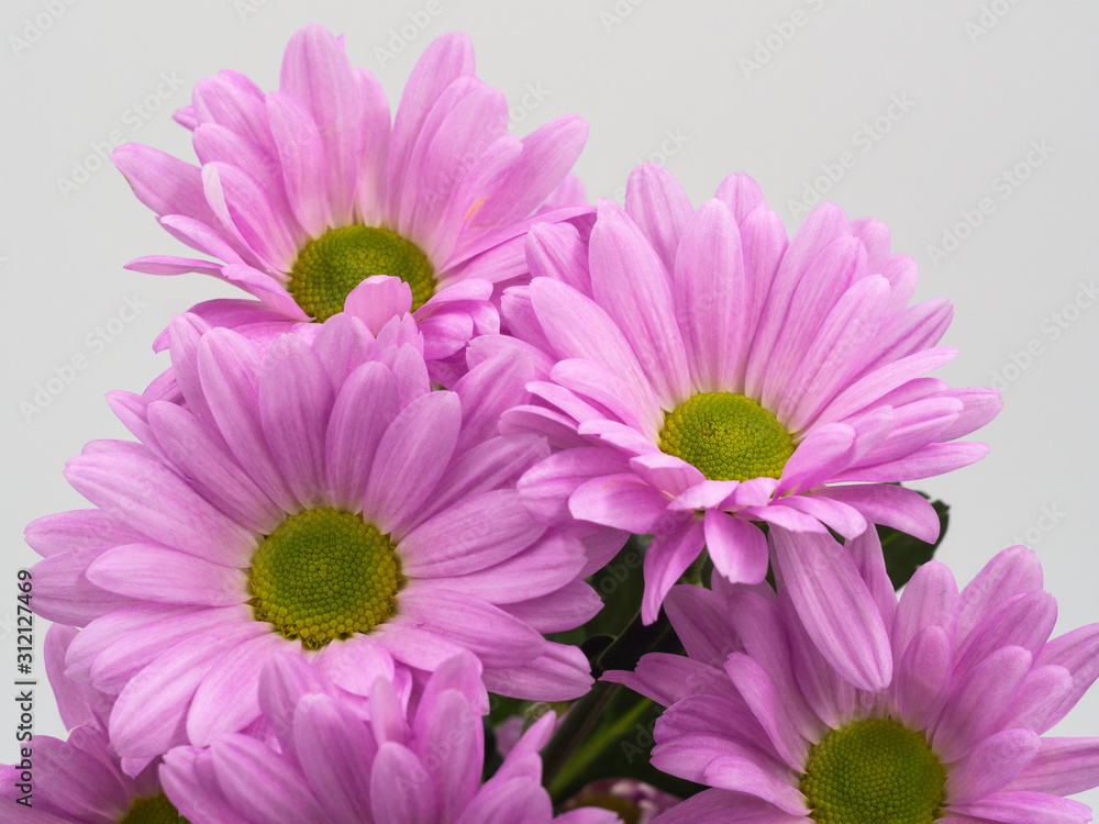 beautiful pink daisies flowers isolated on white background beautiful pink daisies flowers isolated on white background