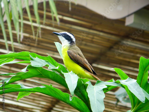 Yellow breasted bird looking to the left photo