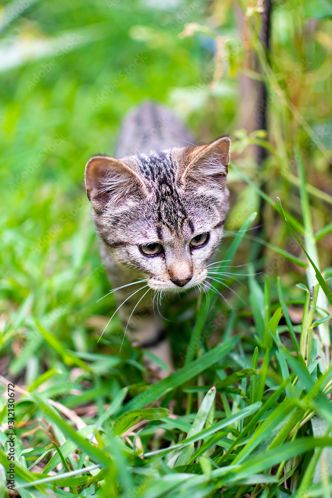 Small spotted kitten in the garden exploring among the plants looking for its prey