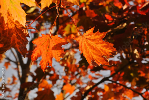 Autumn. Maple tree with red fall leaves