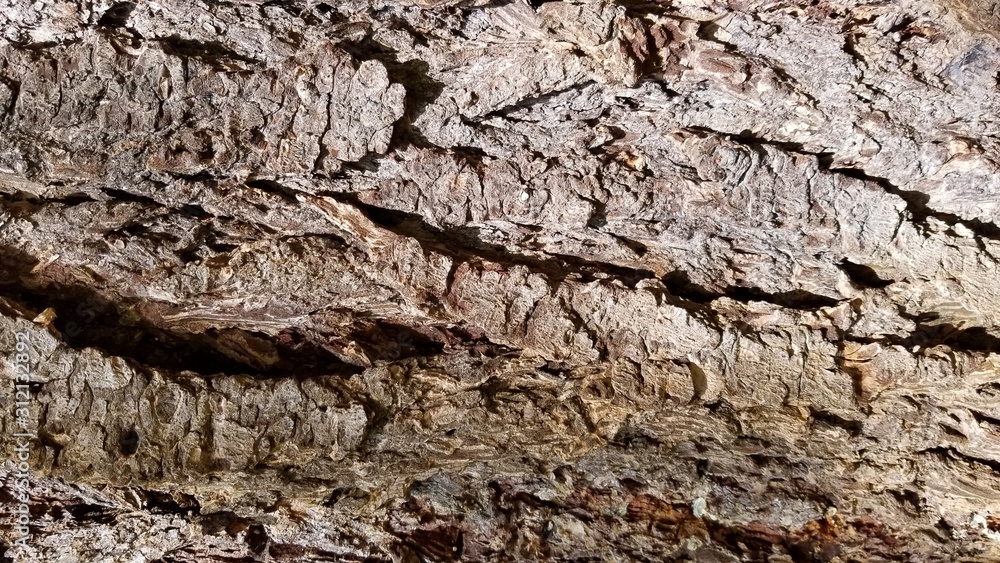 Tree Bark Patterns- Backgrounds and Textures Tree Bark Patterns- Backgrounds and Textures