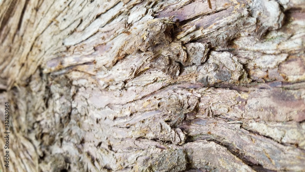 Tree Bark Patterns- Backgrounds and Textures Tree Bark Patterns- Backgrounds and Textures