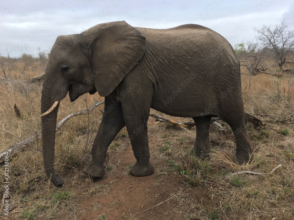 Fototapeta premium Elephant