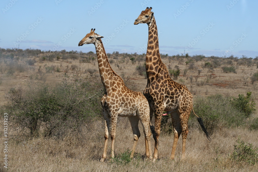 Obraz premium Giraffes