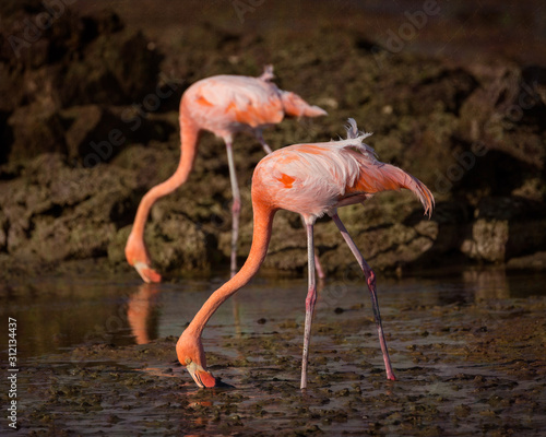 Two American Flamingos - Phoenicopterus ruber - Stylized BG - 8825