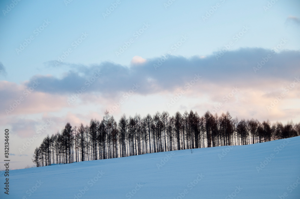 冬の夕暮れの空とカラマツ林