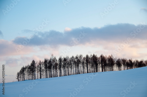 冬の夕暮れの空とカラマツ林 © kinpouge