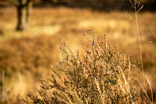 Brown heath in autumn sun