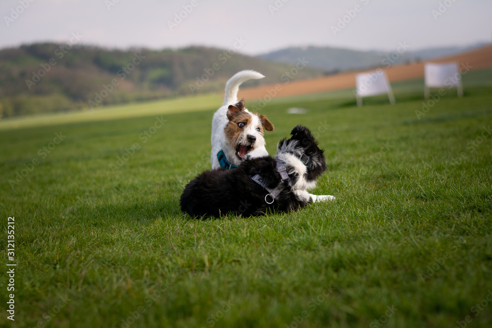 Parson Russell Terrier and Australian Shepherd playing Parson Russell Terrier and Australian Shepherd playing