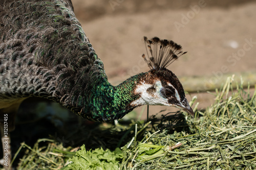 Close-up of a peafowl eating photo