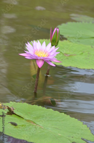 waterlily in pond