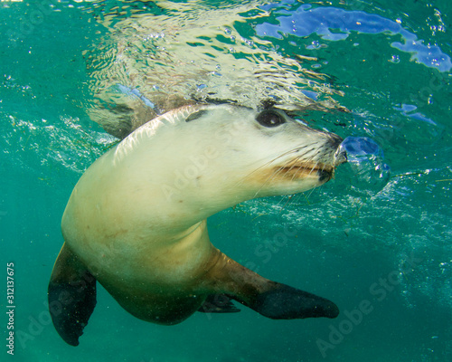 Australian Sea Lion © Richard Carey