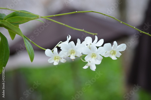 white orchids landscape