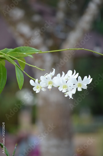 white orchids