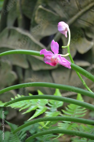 pink orchid