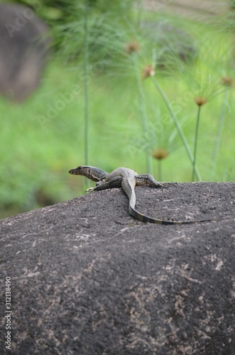 lizard on a rock