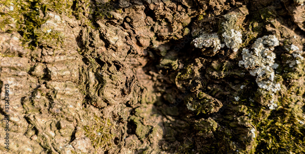Detailed photo background of a tree bark with colorful lichens. Detailed photo background of a tree bark with colorful lichens.