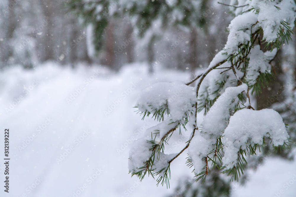 Wonderful winter landscape with snow covered trees. Wonderful winter landscape with snow covered trees.