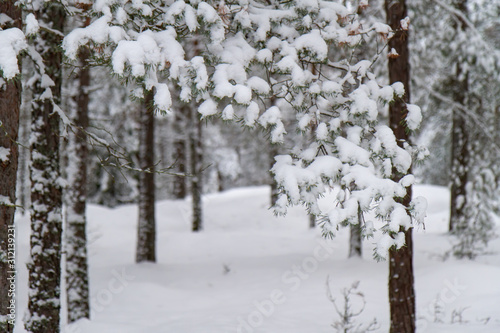 Wonderful winter landscape with snow covered trees.