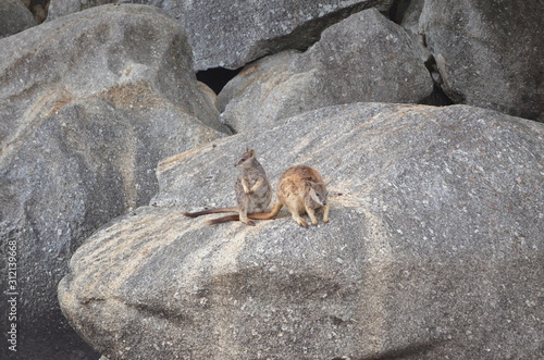 2 rock wallaby kangaroos granite Queensland australia