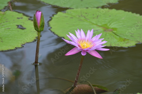 pink water Lilly in a pond with Lillypads