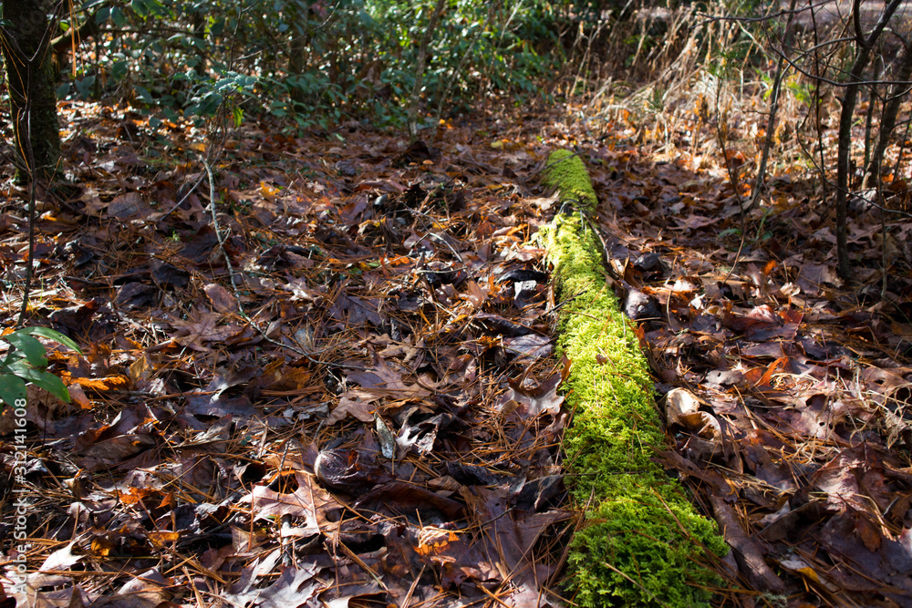 Fototapeta premium moss in forest