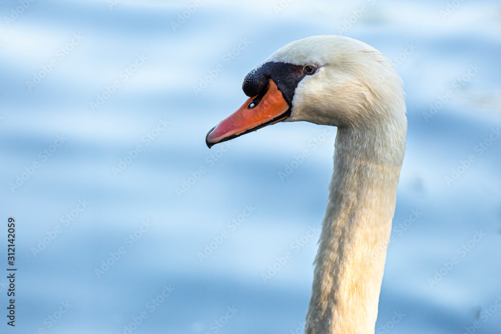 Mute Swan (Cygnus olor) on a lake, Gijon, Asturias, Spain. Mute Swan (Cygnus olor) on a lake, Gijon, Asturias, Spain.
