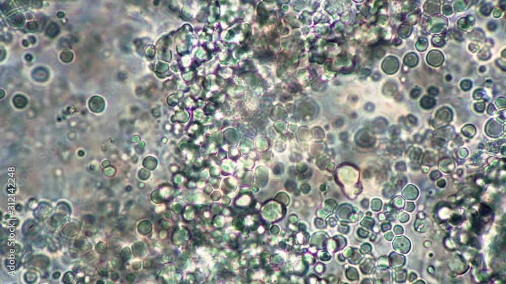 Production and movement of spherical lactic acid bacteria in real time