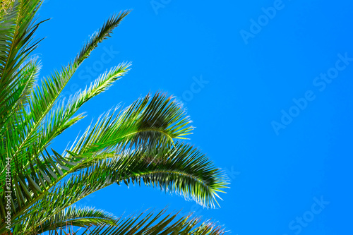Palm top green leaves isolated on a perfect blue sky background.