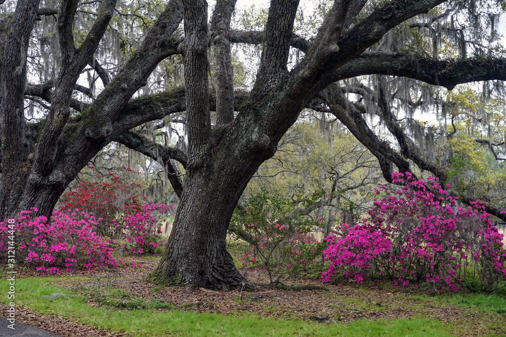 Azaleas beneath a giant Southern Oak tree