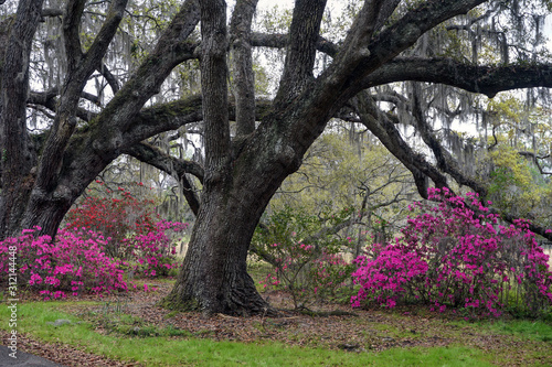 Azaleas beneath a giant Southern Oak tree