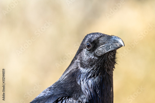 A black raven at Grand Canyon