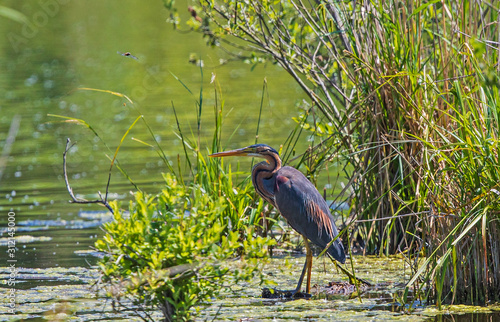 Canvas Print Purple Heron (Ardea purpurea) adult standing in reeds, Baden-Wuerttemberg, Germa