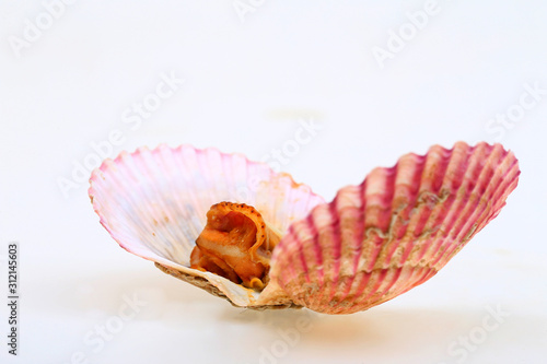 Scallops isolated on a white background