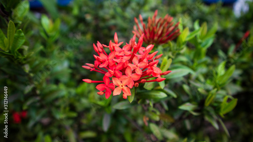 Beautiful Epidendrum is red, grows beautifully in the garden. ornamental plants that are easily cultivated as yard decorations or home terraces