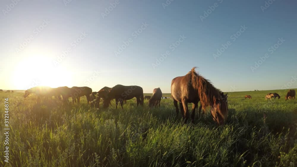 Wild mustangs graze at sunset Wild mustangs graze at sunset