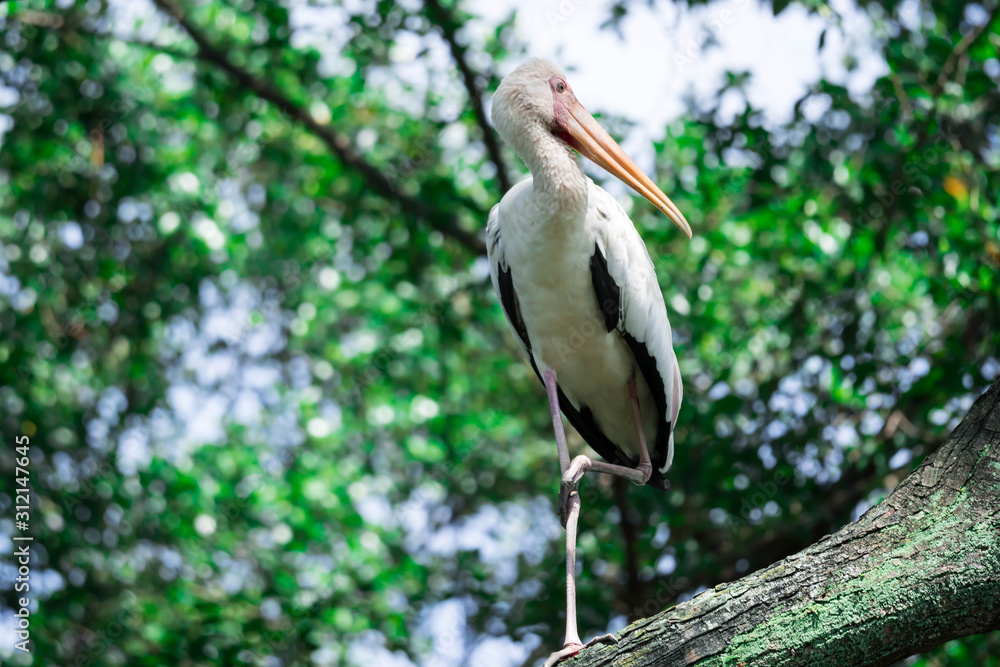Fototapeta premium Yellow-billed Stork staring from a tree branch