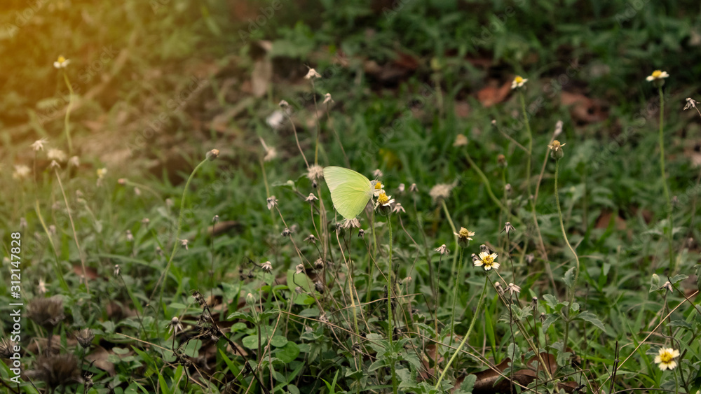Butterflies before the turn of spring in the morning with a tinge of sunlight when collecting nectar from flower and insect pollinator in the nature Butterflies before the turn of spring in the morning with a tinge of sunlight when collecting nectar from flower and insect pollinator in the nature
