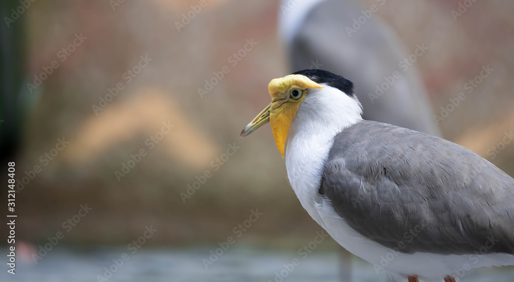 Masked lapwing (Vanellus miles), commonly known in Asia as derpy bird or durian faced bird Masked lapwing (Vanellus miles), commonly known in Asia as derpy bird or durian faced bird