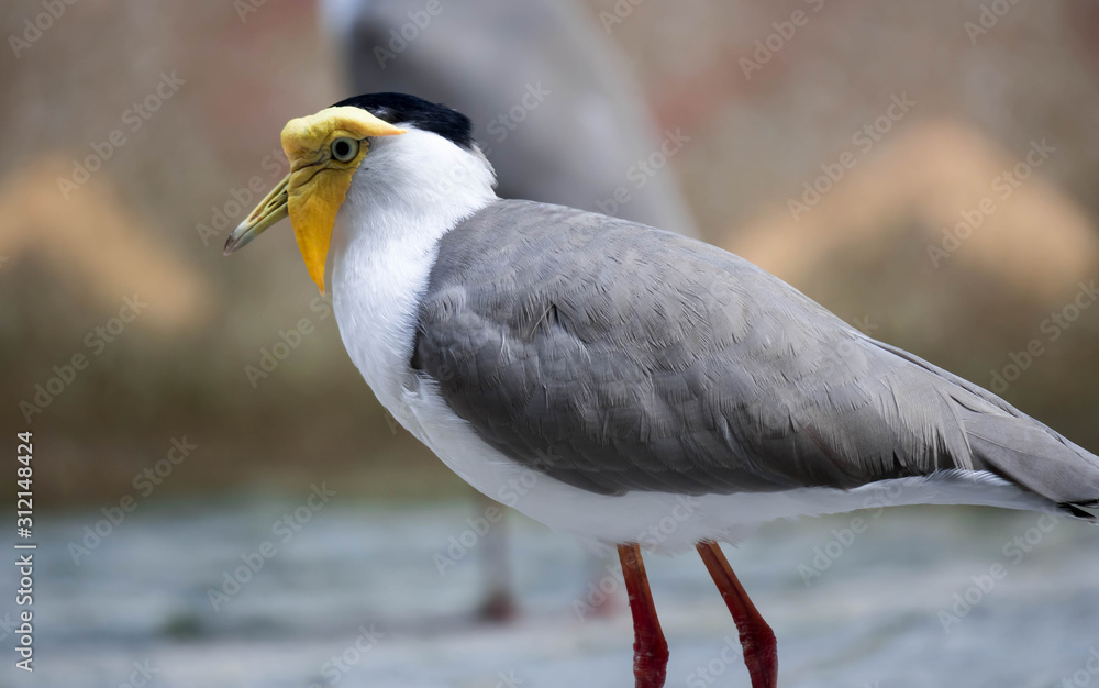 Obraz premium Masked lapwing (Vanellus miles), commonly known in Asia as derpy bird or durian faced bird