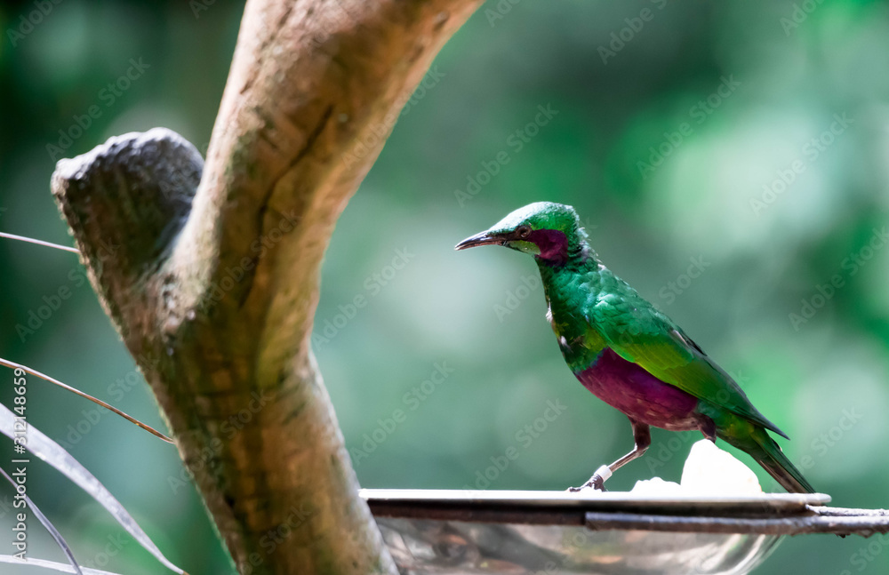 The emerald starling (Lamprotornis iris) is also known as the iris glossy  starling. It is found in West Africa in the lowlands and savanna of Cte  d'Ivoire, Guinea, and Sierra Leone Photos |