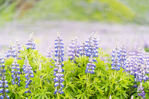 Lupine Flowers and Blurred Background in Iceland