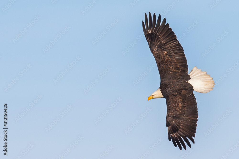 A Bald Eagle Hunts Over Deer Lagoon on Whidbey Island