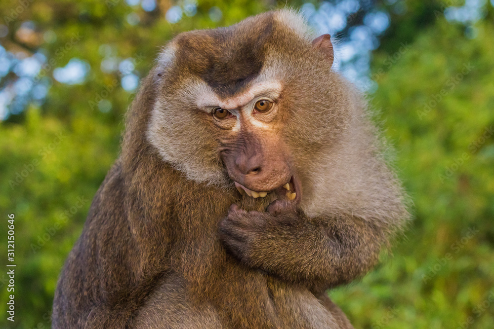 The Macaque Monkeys of Monkey Hill, Phuket. The Macaque Monkeys of Monkey Hill, Phuket.