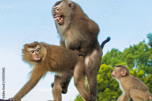 The Macaque Monkeys of Monkey Hill, Phuket.