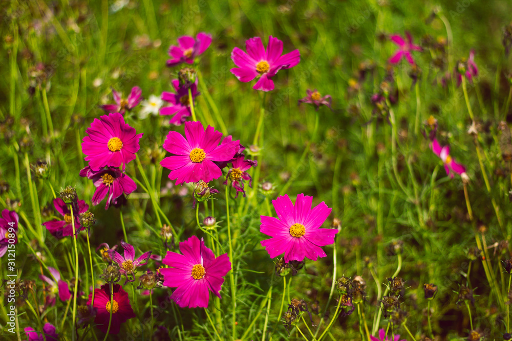 Fototapeta premium Pink flower fields in the morning