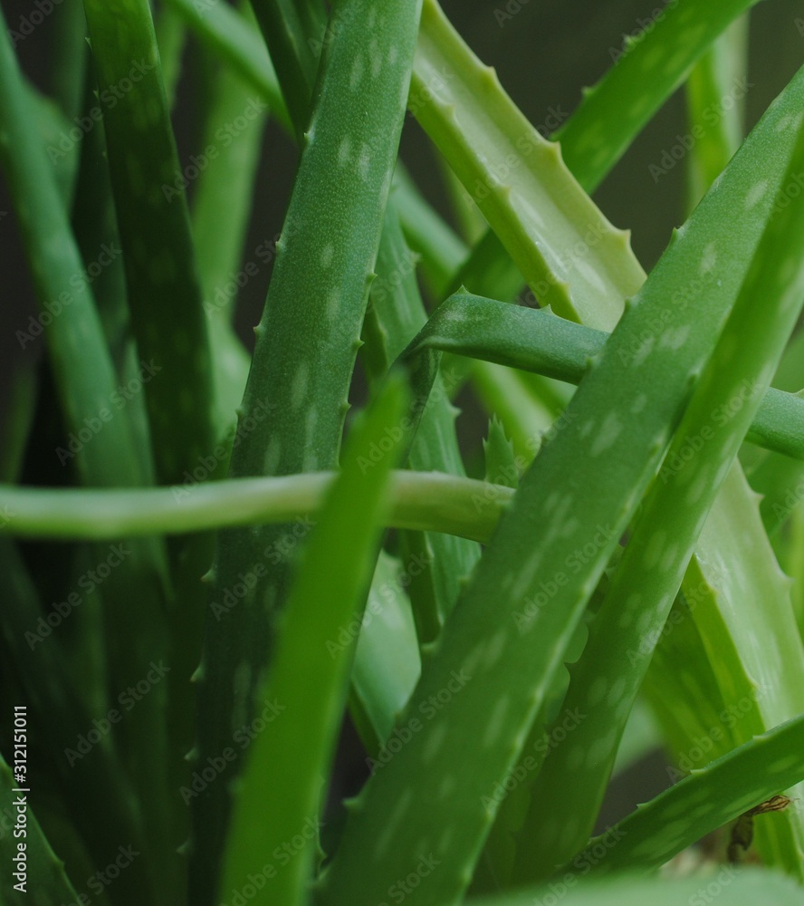 Obraz premium aloe vera