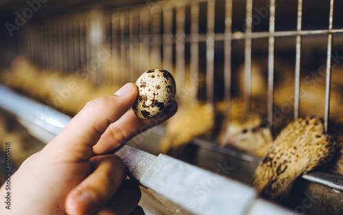 Obraz na plátně quail bird farm egg cage organic animal poultry